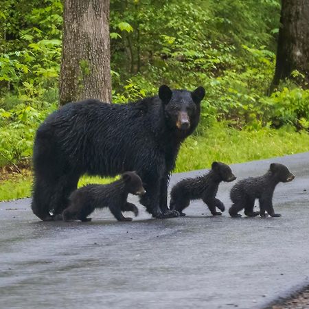 Her Majesty'S Way, Awesome Mtn Views, 1089 Free Tickets Each Paid Day, Dollywood And More Gatlinburg Exterior foto